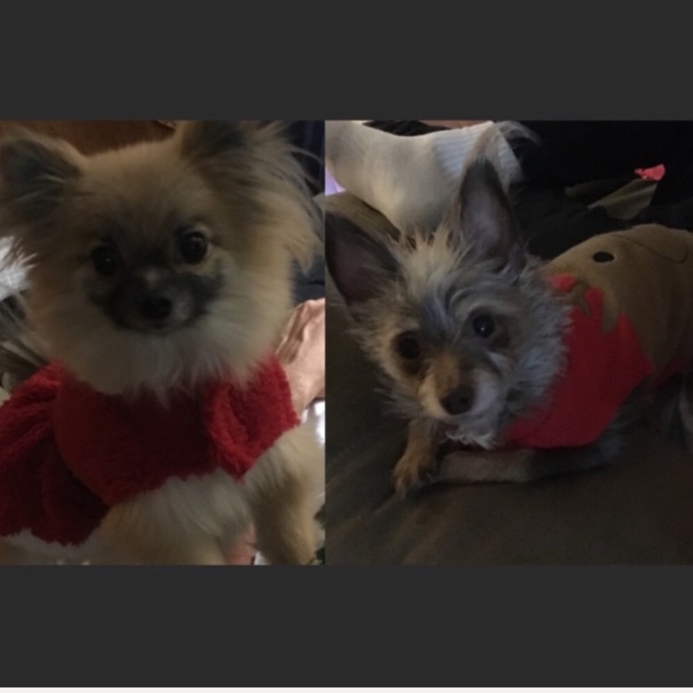 My pups Benji and Pretty Girl